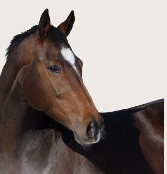 hoeveler kachel sportpferd pferdefutter